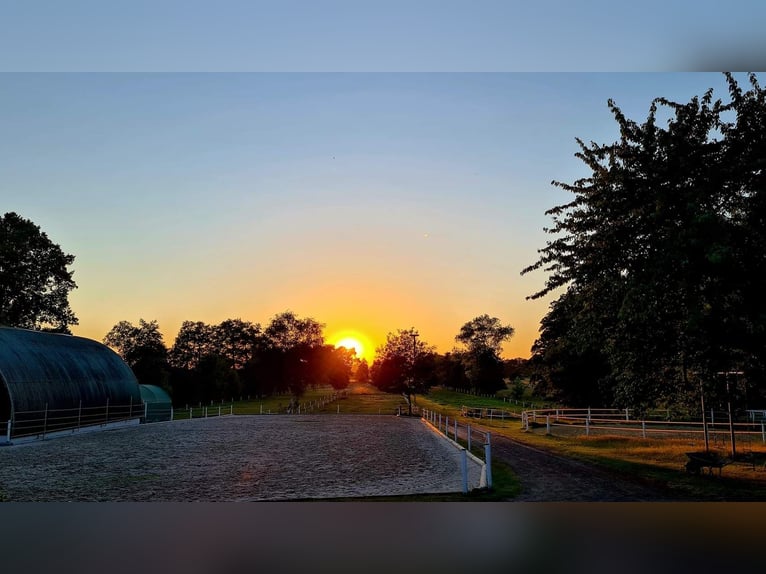 Training voor western- en recreatiepaarden, westernlessen