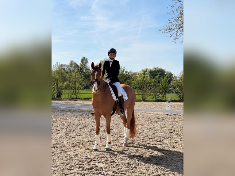 Volledig gereden dressuur / aanleuning - S***