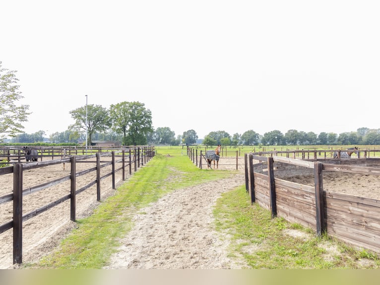 ⚜️ Vrije rijplaatsen beschikbaar ⚜️