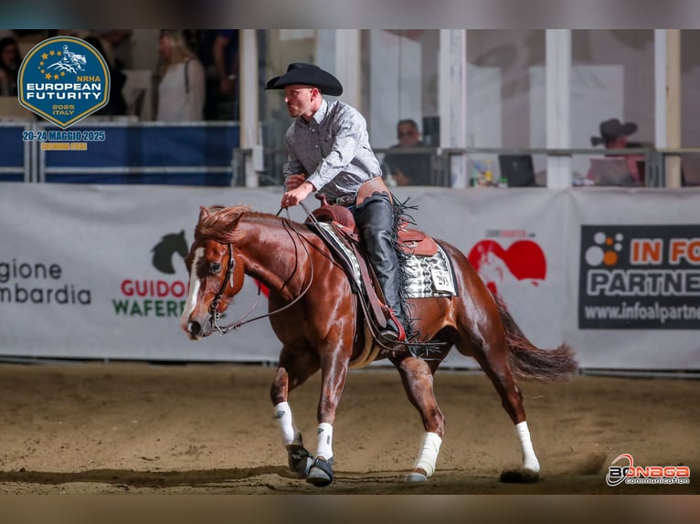 Western Beritt / Reining