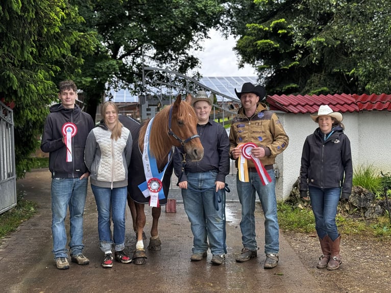 Western Beritt / Reining