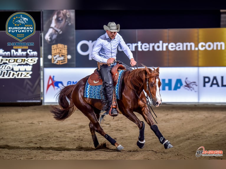 Western Beritt / Reining