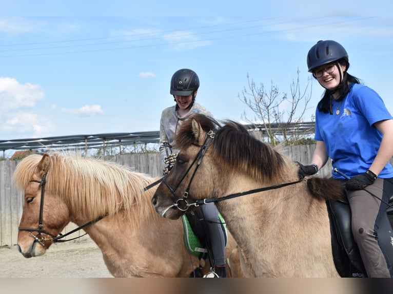 27-28 juni 2026 open Centered Riding cursus (reiten vanuit het midden van het lichaam)
