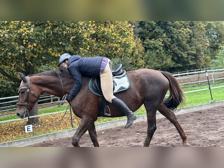 Ängste beim Reiten abbauen – mit Falltraining 27.06.26 oder ganzes Wochenende
