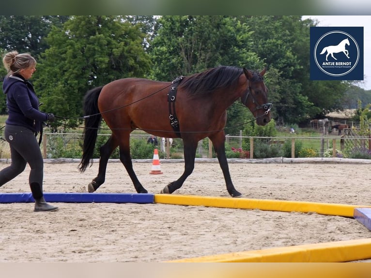 Biomechanisches Training oder wie trainiere ich mein Pferd gesund?