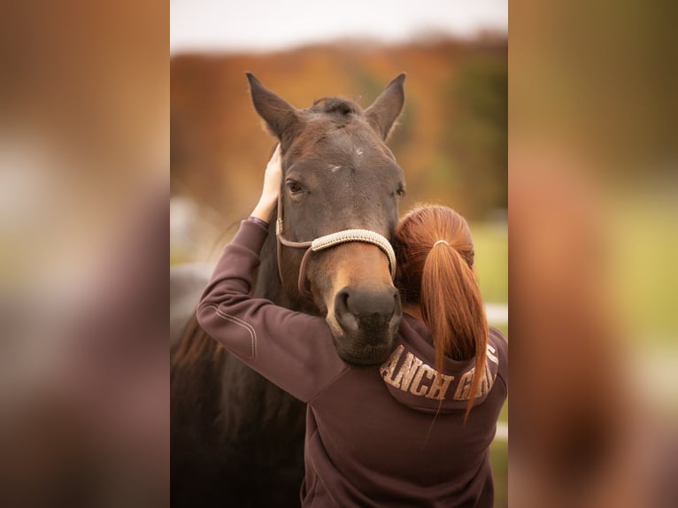 Holistische mobiele paardentherapie
