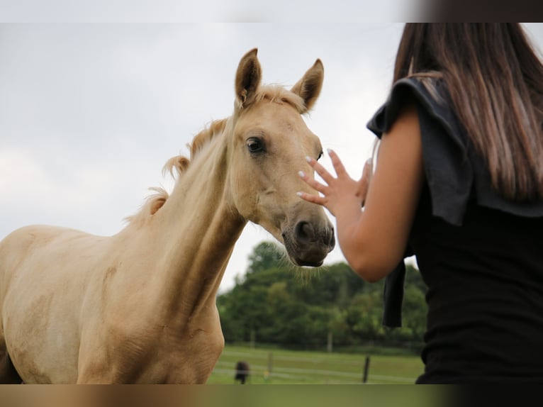 Kommunikation und Interaktion Pferd - Reiter 13.09.26 ab 13:00 Uhr