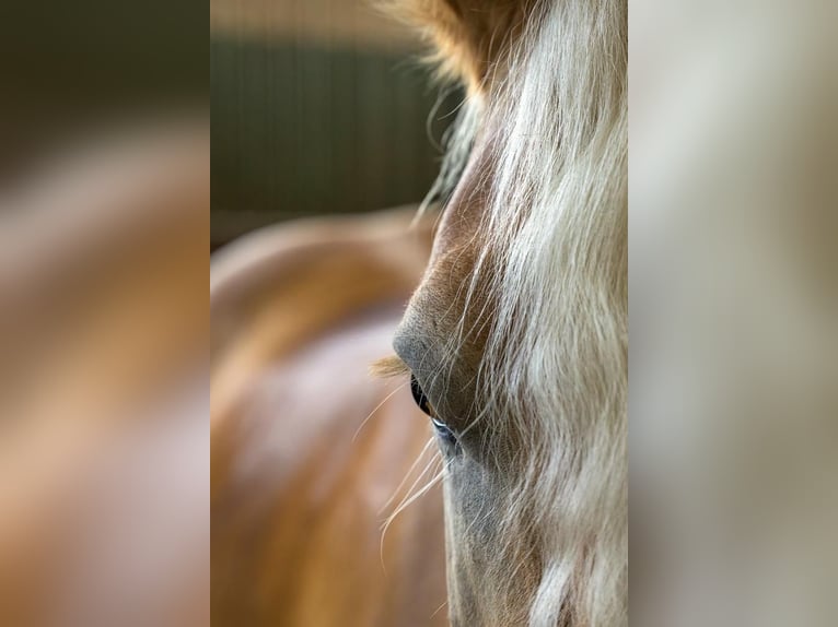 Ontdek de magie van paarden!