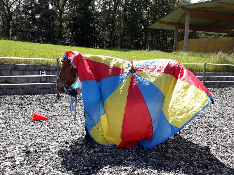 Reitpädagogik-Ausbildung/Fortbildung Pony-Motion®️