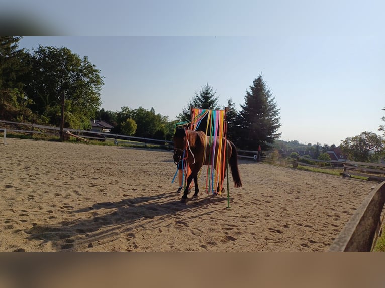 Spielplatz für Pferde