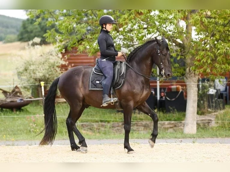 Wochenschüler Trainingswoche mit deinem Pferd in der akademischen Reitkunst klassischen Dressur