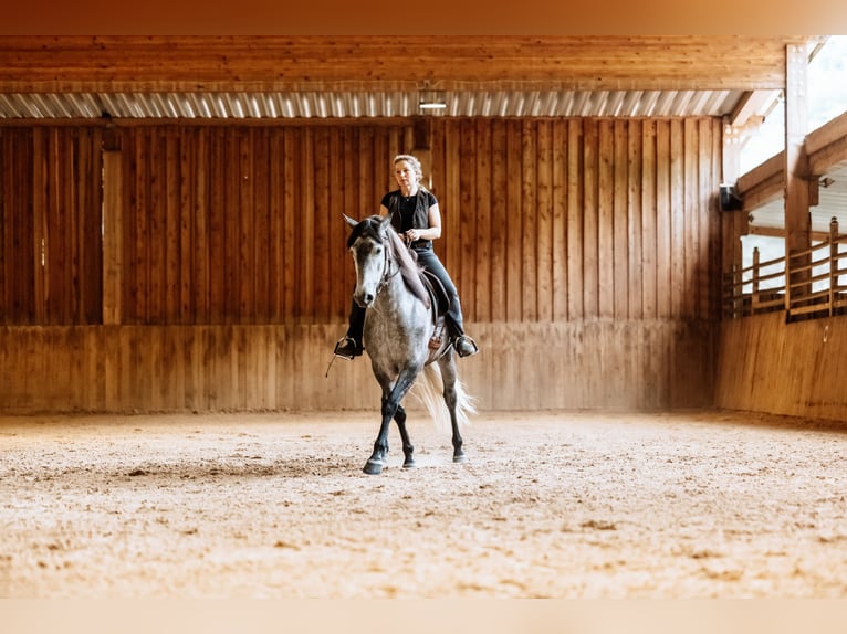 Biete mobilen Reitunterricht und Bodenarbeit, reitweisenunabhängig für Freizeitreiter