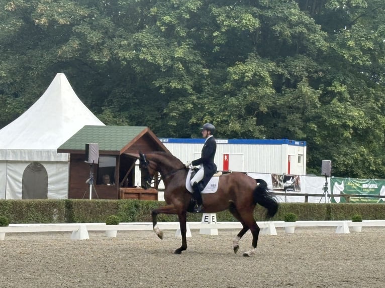 Dressuurtraining, verkoop en opleiding van dressuurpaarden tot aan het Grand Prix-niveau