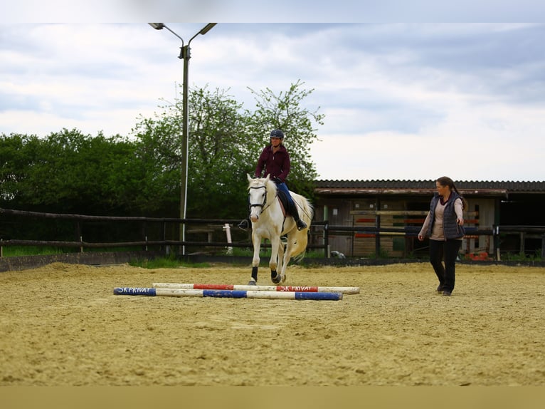 Effektiver Reitunterricht zwischen Köln und Eifel