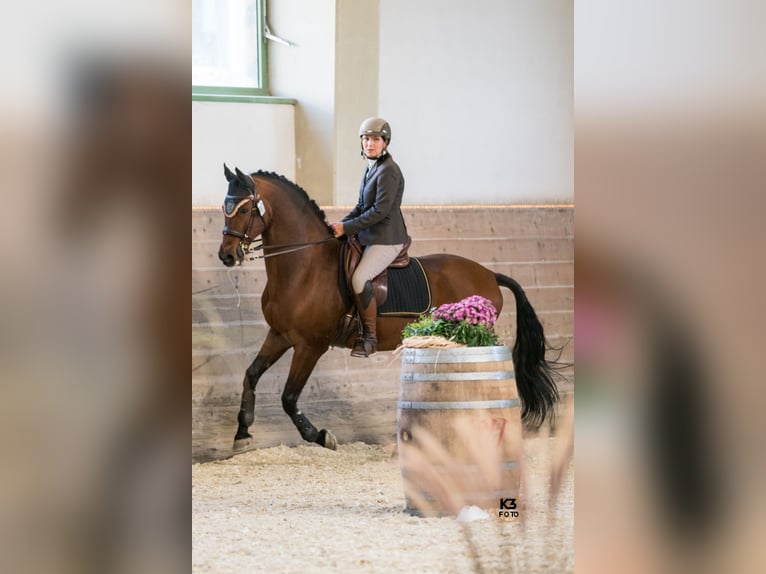 Einführung in die Grundlagen der Working Equitation - mobiler Unterricht/mobile Trailkurse