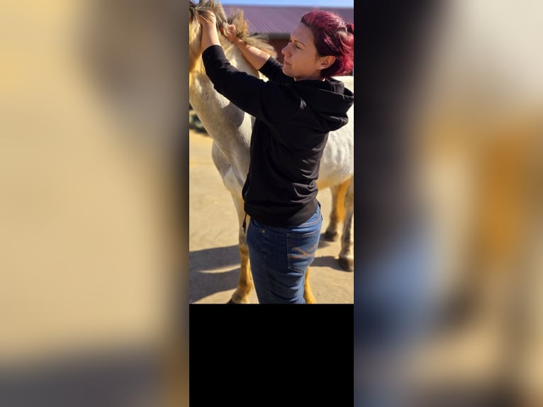 Individuele paardenopleiding, paardenosteopathie, TGT, OsteoConceptCoach, NRW