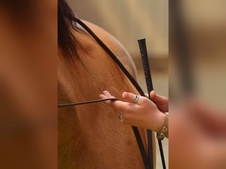 Individuele paardenopleiding, paardenosteopathie, TGT, OsteoConceptCoach, NRW