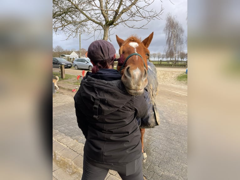 Individuele paardenopleiding, paardenosteopathie, TGT, OsteoConceptCoach, NRW