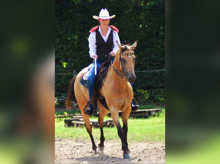 Individuele paardentraining, paardendoosteopathie, TGT, OsteoConceptCoach, NRW