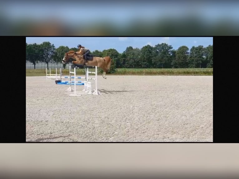 Jumping/ Dressage training