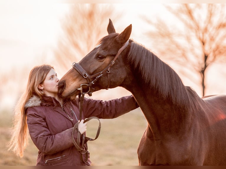 Klassisch-barocker Reitunterricht und Beritt | München & Umgebung