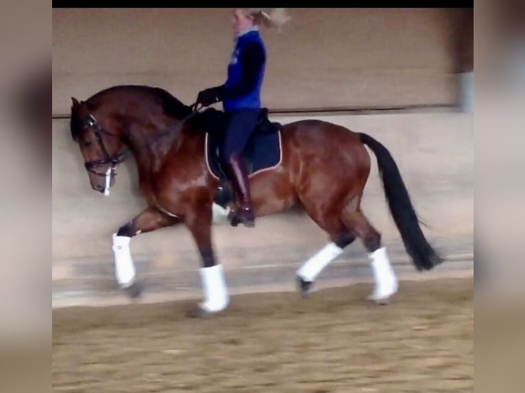 Lehrgänge von erfahrener Grand Prix Reiterin, Goldenes Reitabzeichen