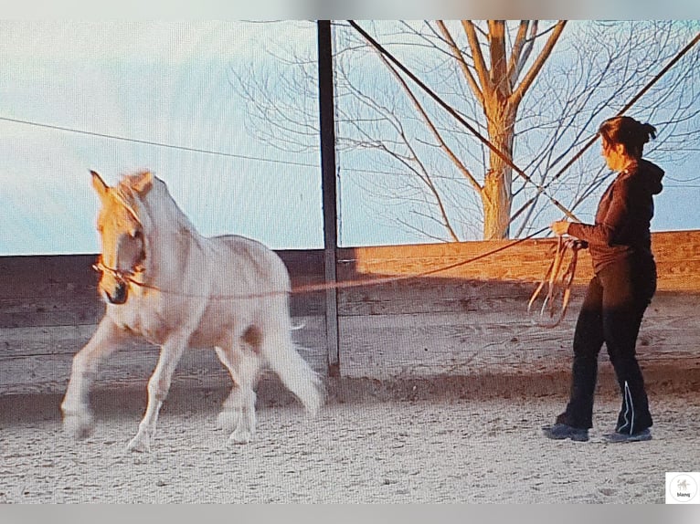 Lizensierter Trainer Akademische Reitkunst Reitunterricht