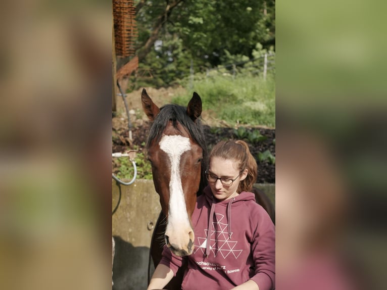 Mentaltraining für Reiter