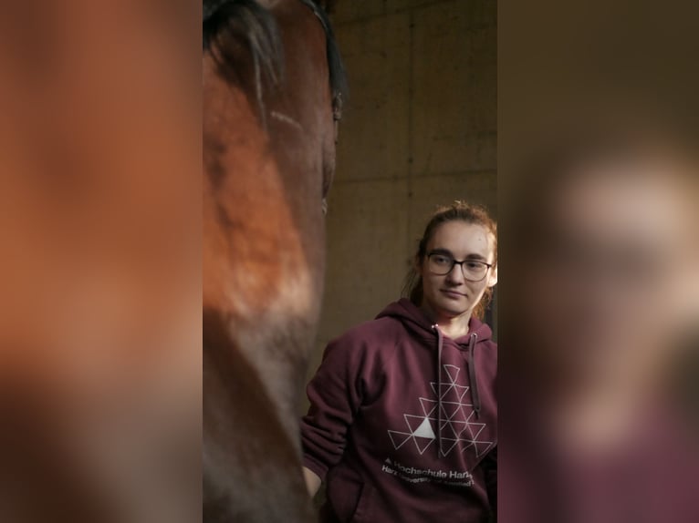 Mentaltraining für Reiter