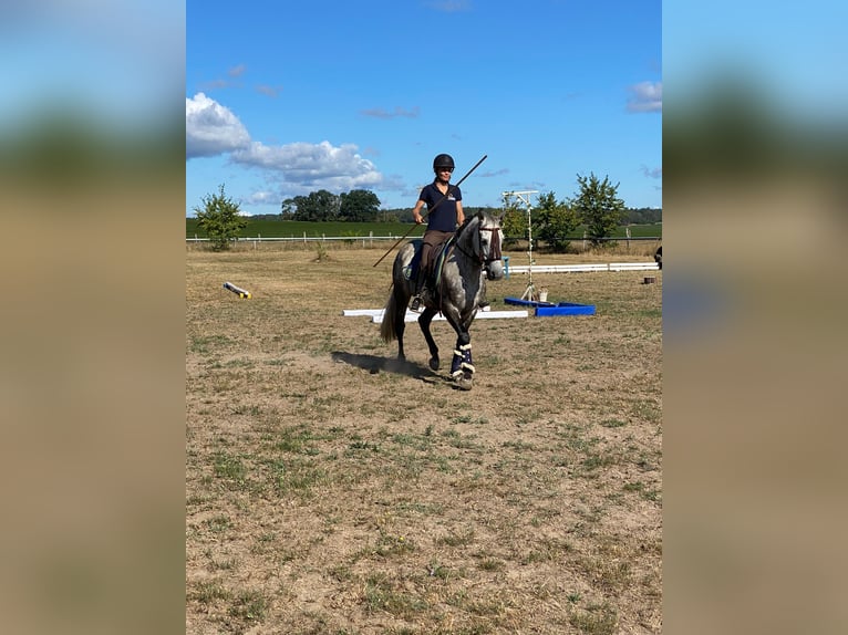 MindRide Training, Reitunterricht, Bodenarbeit