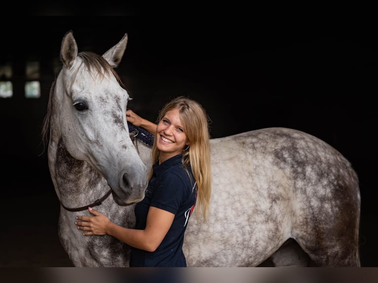 MindRide Training, Reitunterricht, Bodenarbeit