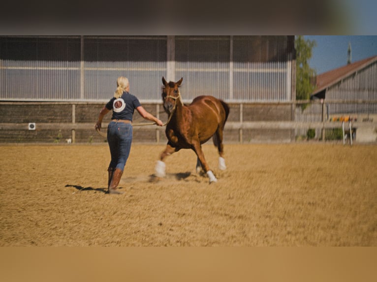 MKA Martin Kreuzer Horsemanship Academy Trainer