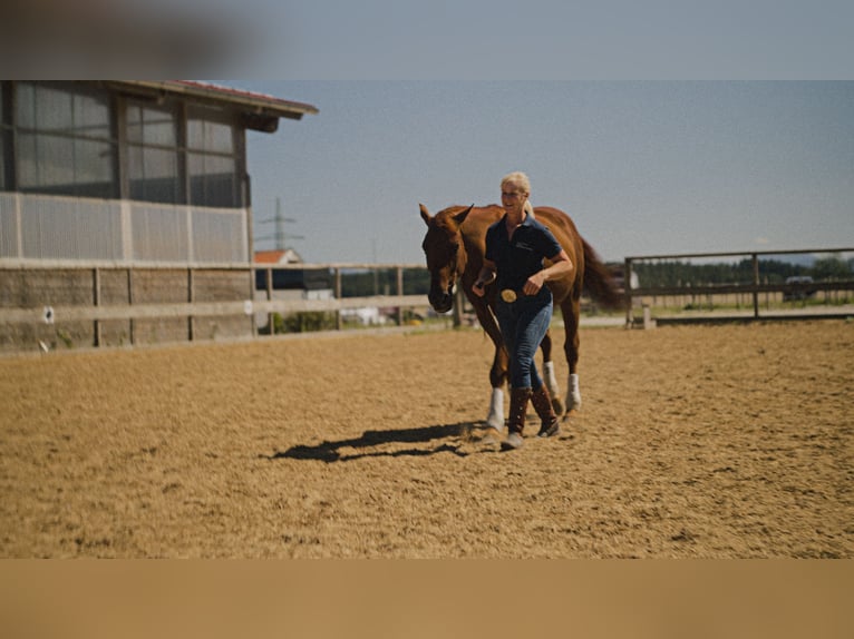 MKA Martin Kreuzer Horsemanship Academy Trainer