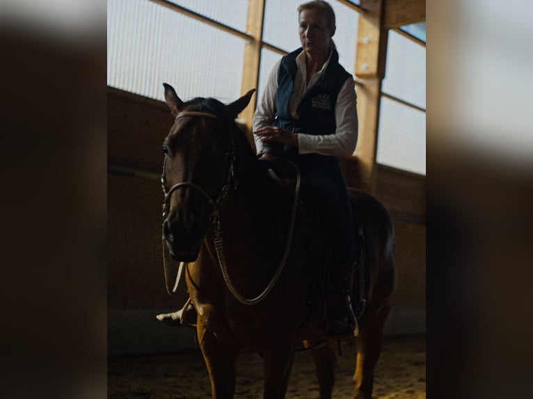 MKA Martin Kreuzer Horsemanship Academy Trainer