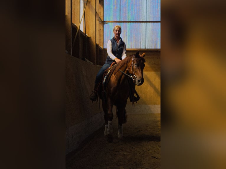 MKA Martin Kreuzer Horsemanship Academy Trainer
