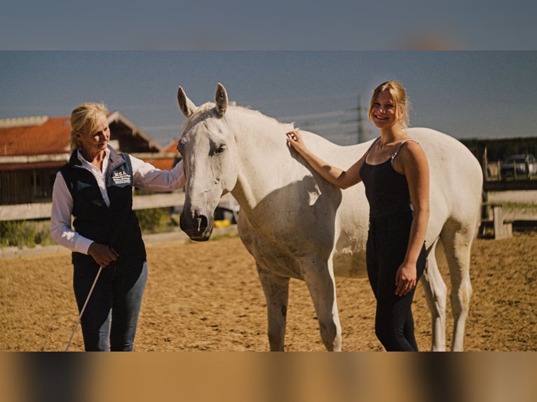 MKA Martin Kreuzer Horsemanship Academy Trainer