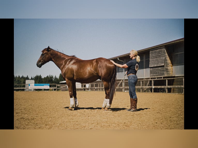 MKA Martin Kreuzer Horsemanship Academy Trainer