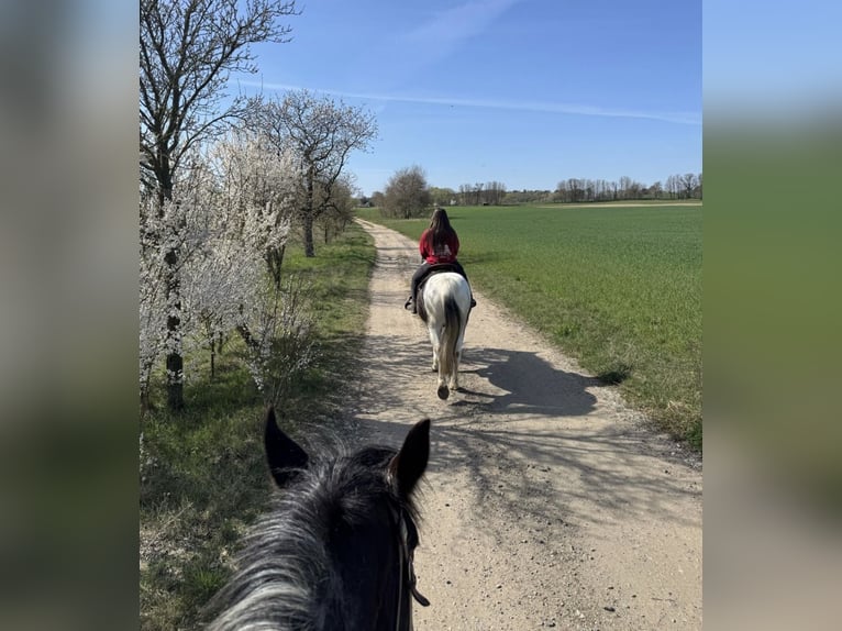 Mobiele paardrijlessen / grondwerk en vrijheidsdressuur