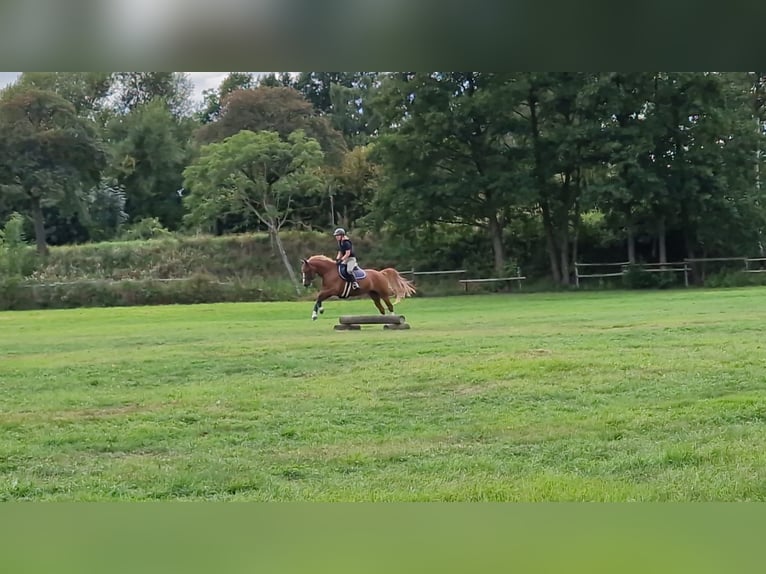 Mobiele paardrijlessen voor jou en je paard