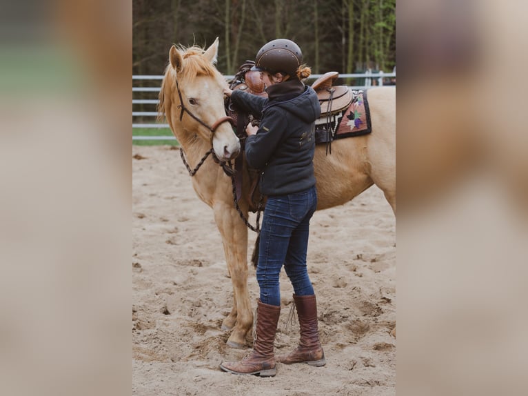 Mobiler Beritt & Unterricht in Sachsen