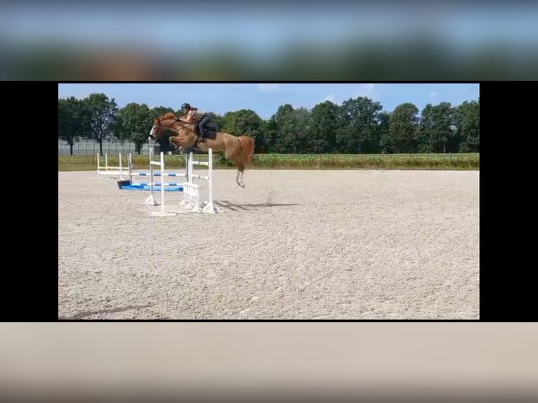 Mobiler Reitunterricht/Beritt/Bodenarbeit/Longenarbeit 