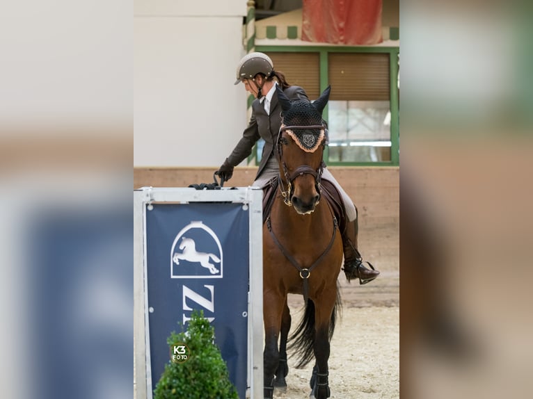 Mobiler Reitunterricht - mobiles Trailtraining - Einführung in die Grundlagen der Working Equitation