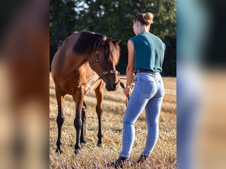 Mobiler Reitunterricht und Pferdetraining