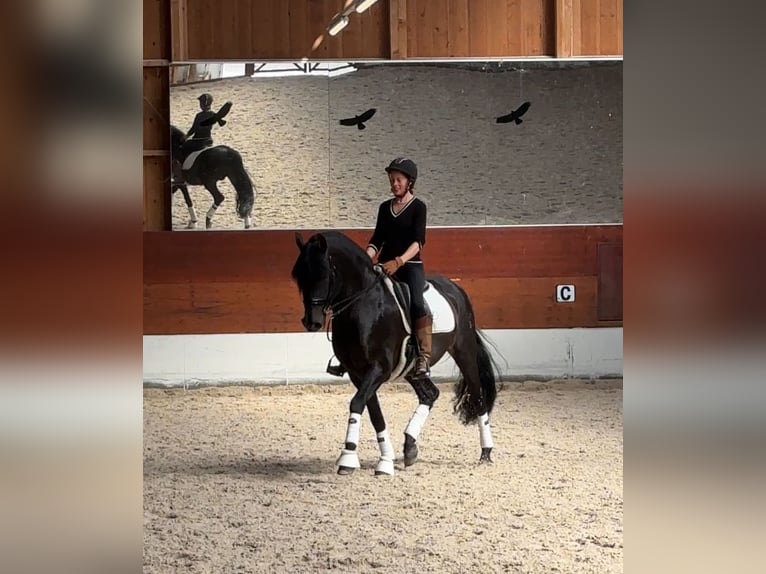 Online Reitschule - das 1x1 des Dressurreitens