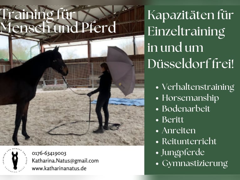 Pferdetraining Verhaltenstraining Jungpferde Horsemanship Reitunterricht Beritt