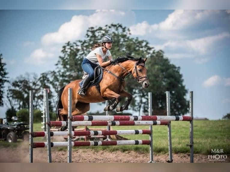 Professional trainings and consultations on all levels - eventing, showjumping