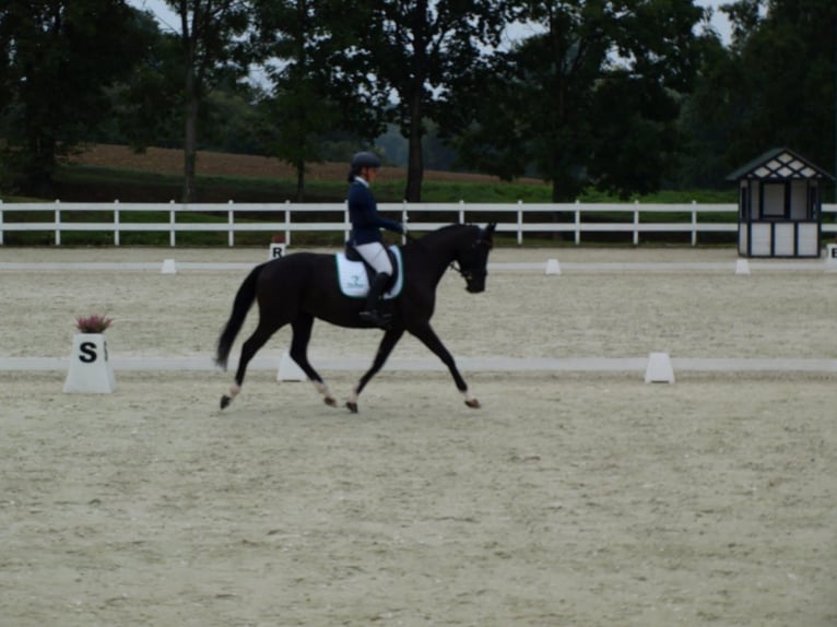 Professional trainings and consultations on all levels - eventing, showjumping