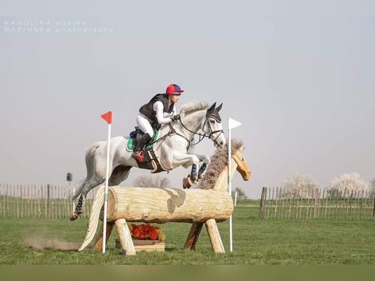 Professional trainings and consultations on all levels - eventing, showjumping