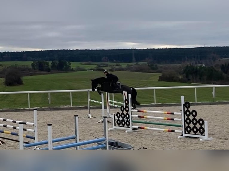 Professional trainings and consultations on all levels - eventing, showjumping