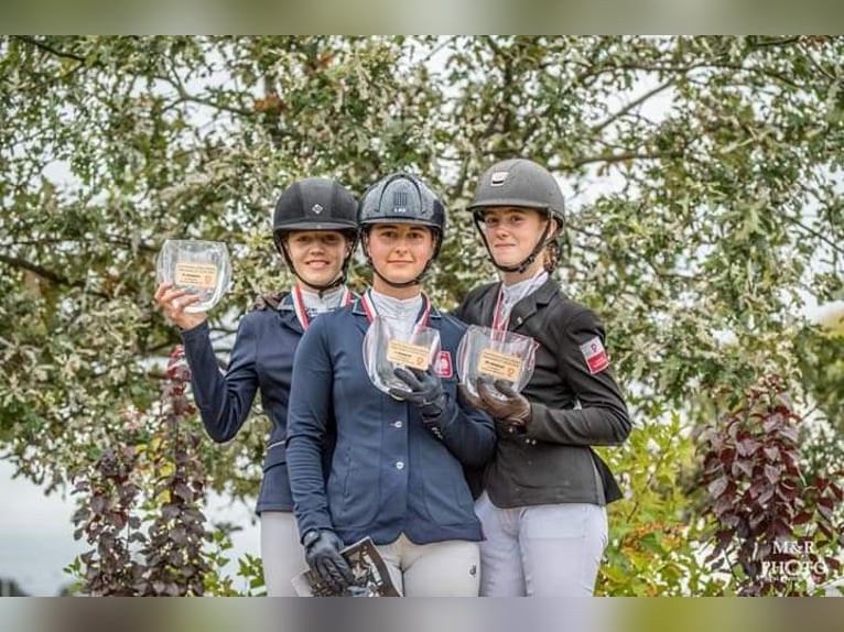Professional trainings and consultations on all levels - eventing, showjumping